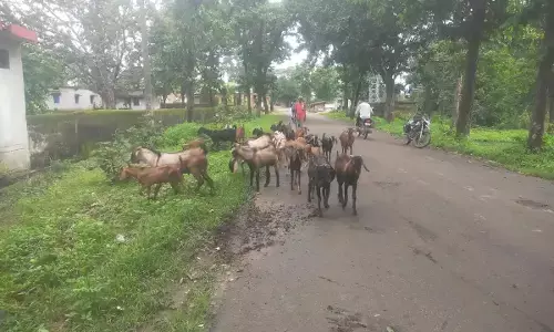 पशुओं से मिली आजीविका की नई राह