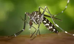 मुंबई में डेंगू के मामलों में रिकॉर्ड वृद्धि, अब तक दो बच्चों की हुई मौत मुंबई में डेंगू के मामलों में रिकॉर्ड वृद्धि, अब तक दो बच्चों की हुई मौत