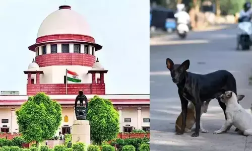 सुप्रीम कोर्ट ने दिल्ली-एनसीआर से आवारा कुत्तों को हटाने का दिया आदेश, कहा- देरी बर्दाश्त नहीं होगी