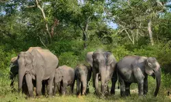 कोयंबटूर में विश्व हाथी दिवस समारोह, 5,000 स्कूलों के 12 लाख छात्र होंगे शामिल