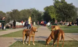 भारत: लाखों आवारा कुत्तों के लिए कैसे बनेगा शेल्टर भारत: लाखों आवारा कुत्तों के लिए कैसे बनेगा शेल्टर