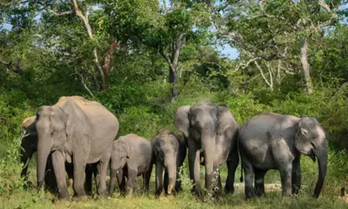 कोयंबटूर में विश्व हाथी दिवस समारोह, 5,000 स्कूलों के 12 लाख छात्र होंगे शामिल कोयंबटूर में विश्व हाथी दिवस समारोह, 5,000 स्कूलों के 12 लाख छात्र होंगे शामिल