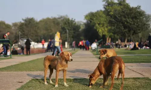 भारत: लाखों आवारा कुत्तों के लिए कैसे बनेगा शेल्टर