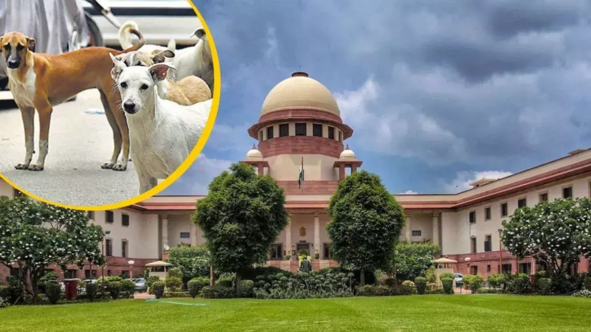 सीजेआई के सामने फिर उठा आवारा कुत्तों का मुद्दा, वकील बोले- आदेश सार्वजनिक नहीं, हो रही कार्रवाई सीजेआई के सामने फिर उठा आवारा कुत्तों का मुद्दा, वकील बोले- आदेश सार्वजनिक नहीं, हो रही कार्रवाई