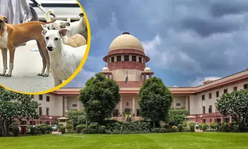 सीजेआई के सामने फिर उठा आवारा कुत्तों का मुद्दा, वकील बोले- आदेश सार्वजनिक नहीं, हो रही कार्रवाई