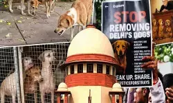 दिल्ली में आवारा कुत्तों पर सुप्रीम कोर्ट में हुई अहम सुनवाई, आदेश पर रोक लगाने पर फैसला सुरक्षित