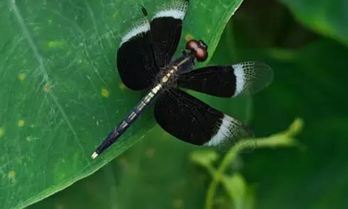पोको एफ-7 के लिए पहला ओटीए सॉफ्टवेयर अपडेट जारी