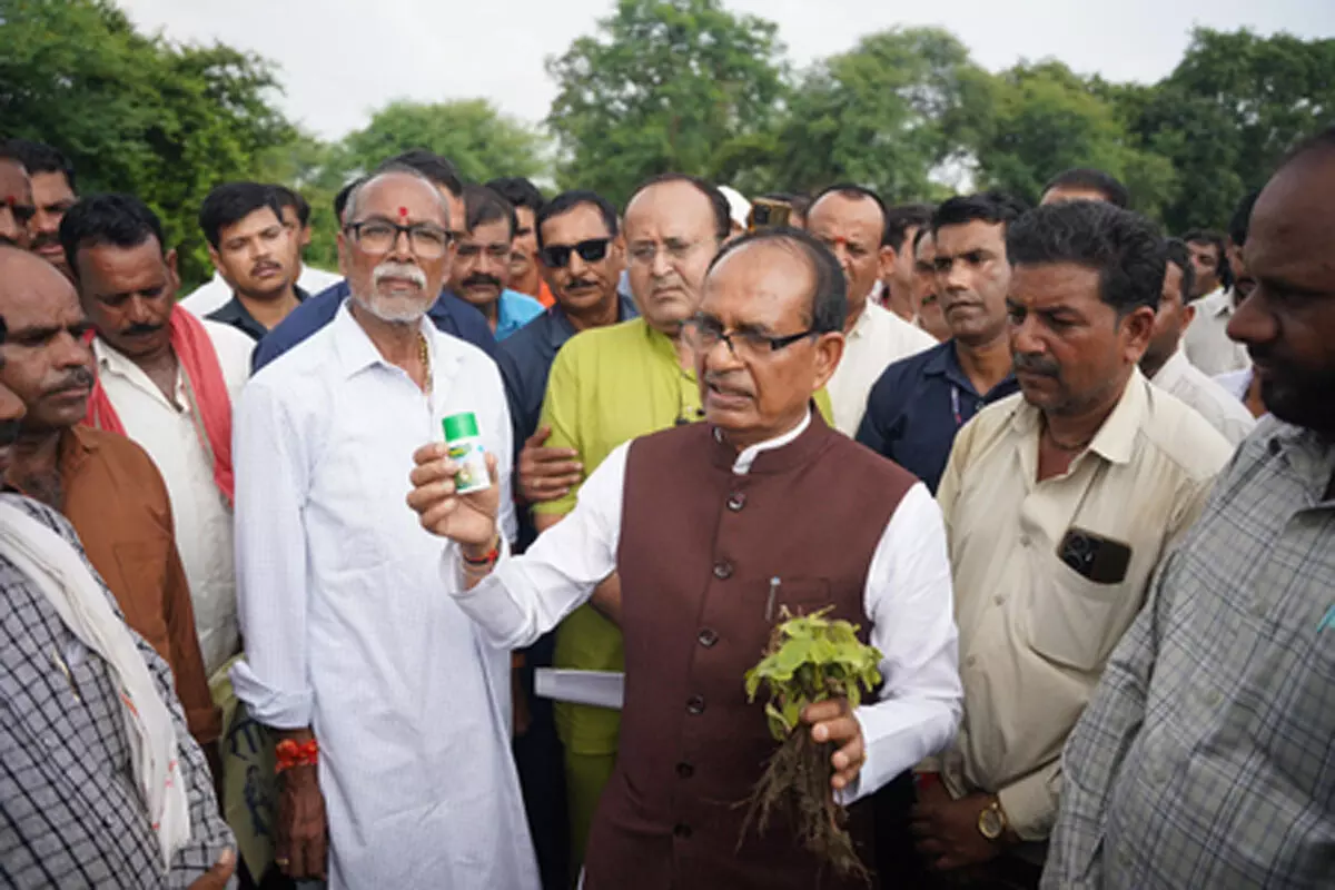 किसानों की जली फसल पर शिवराज चौहान ने जताई नाराजगी, कहा- दोषी कंपनी पर सख्त कार्रवाई होगी
