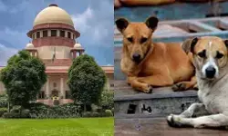 दिल्ली-एनसीआर में आवारा कुत्तों के पुनर्वास पर सुप्रीम कोर्ट आज सुनाएगा फैसला