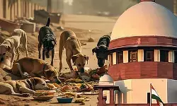 ‘वैक्सीनेशन के बाद अब आवारा कुत्तों को उनके मूल इलाकों में छोड़ा जाएगा’, सुप्रीम कोर्ट का बड़ा फैसला