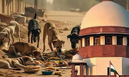 ‘वैक्सीनेशन के बाद अब आवारा कुत्तों को उनके मूल इलाकों में छोड़ा जाएगा’, सुप्रीम कोर्ट का बड़ा फैसला