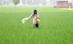 तेलंगाना में यूरिया की कोई कमी नहीं, मंत्री ने किसानों को दिया भरोसा