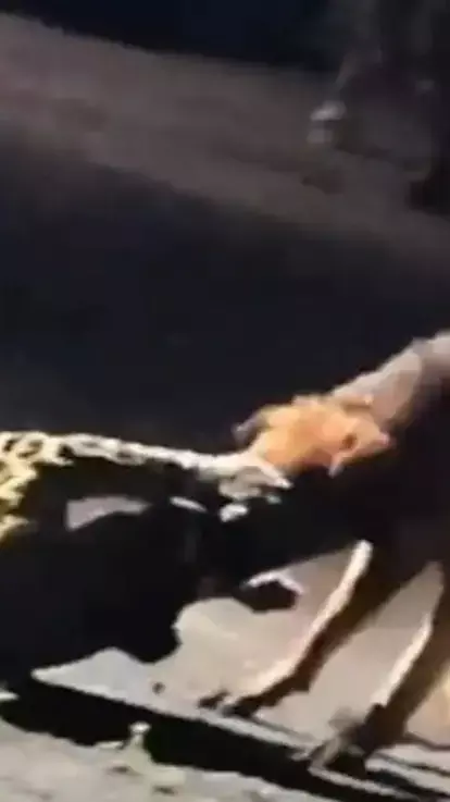 कुत्ते के चंगुल में फंसा तेंदुआ, जबड़े में दबाकर 300 मीटर तक घसीटा कुत्ते के चंगुल में फंसा तेंदुआ, जबड़े में दबाकर 300 मीटर तक घसीटा