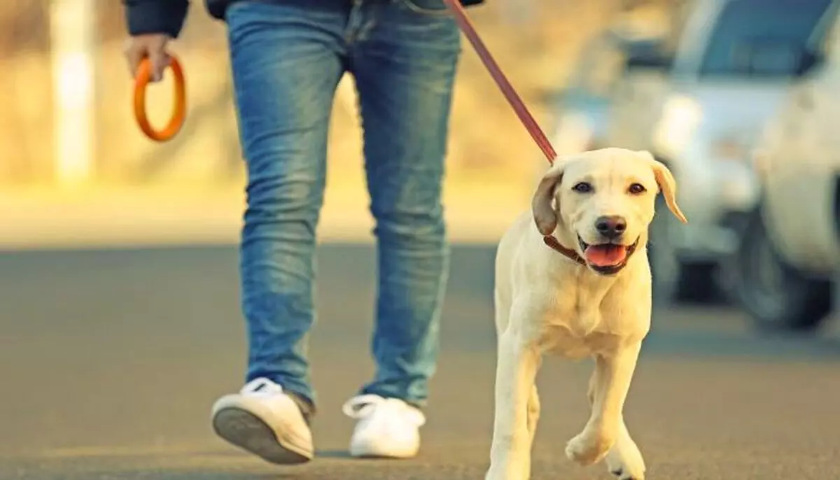 पालतू कुत्तों पर सख्ती : लखनऊ नगर निगम ने जारी की एडवाइजरी, लाइसेंस अनिवार्य पालतू कुत्तों पर सख्ती : लखनऊ नगर निगम ने जारी की एडवाइजरी, लाइसेंस अनिवार्य