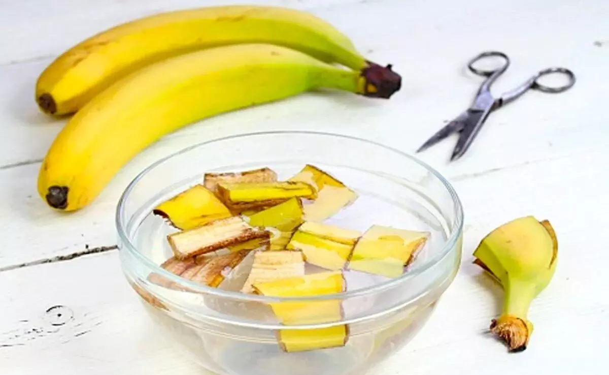 कचरा नहीं है केले का छिलका, वैज्ञानिकों की रिसर्च में सामने आए सेहत से जुड़े कई फायदे कचरा नहीं है केले का छिलका, वैज्ञानिकों की रिसर्च में सामने आए सेहत से जुड़े कई फायदे
