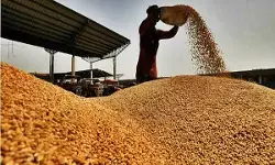 केंद्र सरकार ने कीमतों पर नियंत्रण के लिए गेहूं की स्टॉक सीमा घटाई केंद्र सरकार ने कीमतों पर नियंत्रण के लिए गेहूं की स्टॉक सीमा घटाई