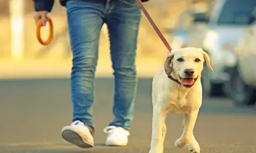 पालतू कुत्तों पर सख्ती : लखनऊ नगर निगम ने जारी की एडवाइजरी, लाइसेंस अनिवार्य