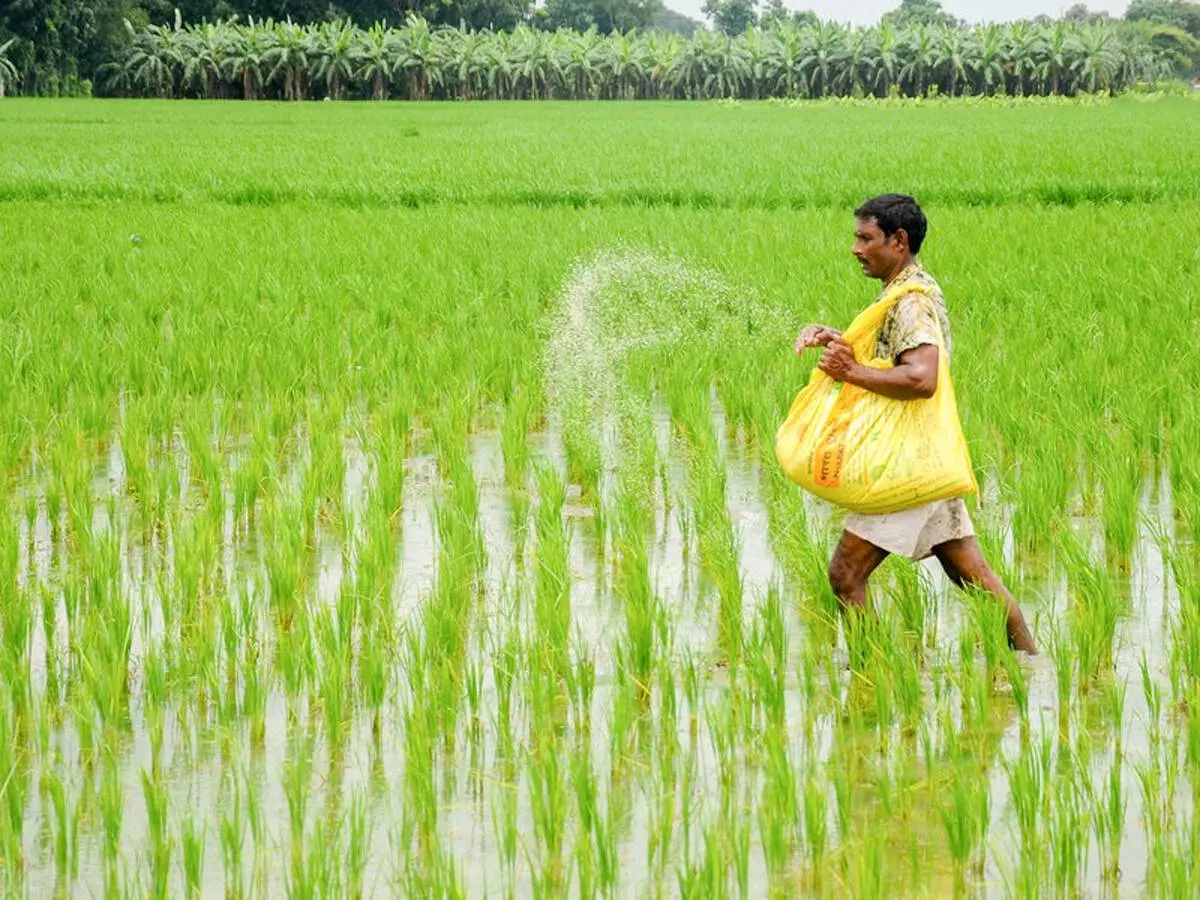 मानसून की अच्छी बारिश से खरीफ फसल की बुआई पिछले साल से 3.4 प्रतिशत अधिक रही