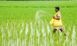 मानसून की अच्छी बारिश से खरीफ फसल की बुआई पिछले साल से 3.4 प्रतिशत अधिक रही