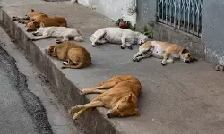 शहरी जीवन की चुनौती : जन-स्वास्थ्य, पशु कल्याण और संतुलित सह-अस्तित्व