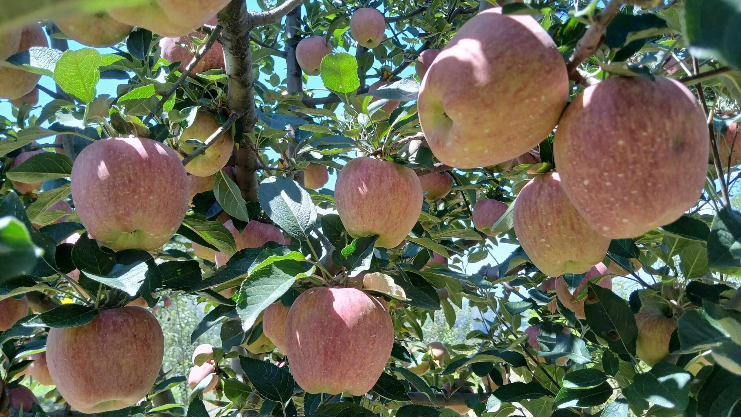 राजमार्ग बंद होने के बाद फल उत्पादकों ने सेब तोड़ना फिलहाल स्थगित किया