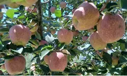 राजमार्ग बंद होने के बाद फल उत्पादकों ने सेब तोड़ना फिलहाल स्थगित किया