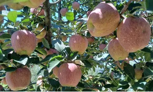 राजमार्ग बंद होने के बाद फल उत्पादकों ने सेब तोड़ना फिलहाल स्थगित किया राजमार्ग बंद होने के बाद फल उत्पादकों ने सेब तोड़ना फिलहाल स्थगित किया