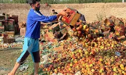 इस तरह से कश्मीर के सेबों को देश की मंडियों में पहुंचने में लगेगें सालों