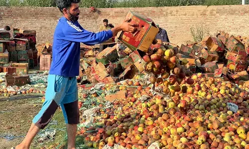 इस तरह से कश्मीर के सेबों को देश की मंडियों में पहुंचने में लगेगें सालों