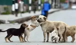 दिल्ली में आवारा कुत्तों पर नियंत्रण के लिए नई गाइडलाइन लागू, नसबंदी और टीकाकरण अनिवार्य