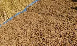 अमरावती में मिलेट क्रांति : रवींद्र ढोकणे ने जोड़े 460 किसान, बढ़ाया आत्मविश्वास