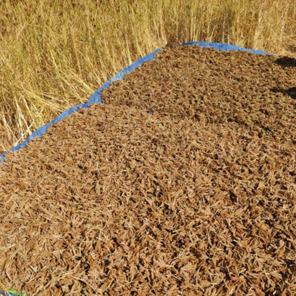 अमरावती में मिलेट क्रांति : रवींद्र ढोकणे ने जोड़े 460 किसान, बढ़ाया आत्मविश्वास अमरावती में मिलेट क्रांति : रवींद्र ढोकणे ने जोड़े 460 किसान, बढ़ाया आत्मविश्वास