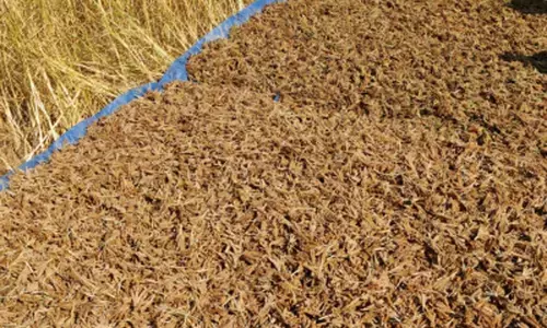 अमरावती में मिलेट क्रांति : रवींद्र ढोकणे ने जोड़े 460 किसान, बढ़ाया आत्मविश्वास अमरावती में मिलेट क्रांति : रवींद्र ढोकणे ने जोड़े 460 किसान, बढ़ाया आत्मविश्वास