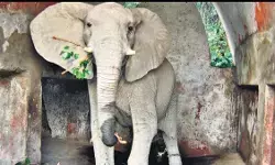 दिल्ली चिड़ियाघर के अफ्रीकी हाथी शंकर की मौत, जांच के आदेश दिए