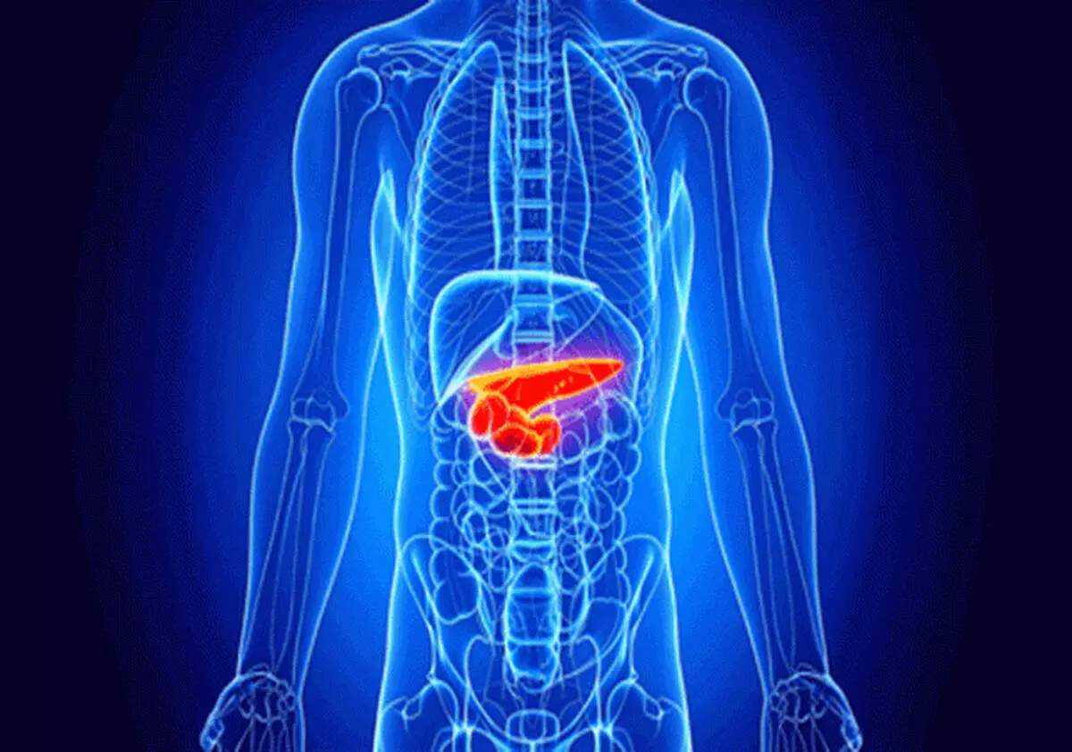 छोटा-सा अंग, बड़ा काम! जानिए कैसे अग्न्याशय कंट्रोल करता है डायबिटीज़ और पाचन
