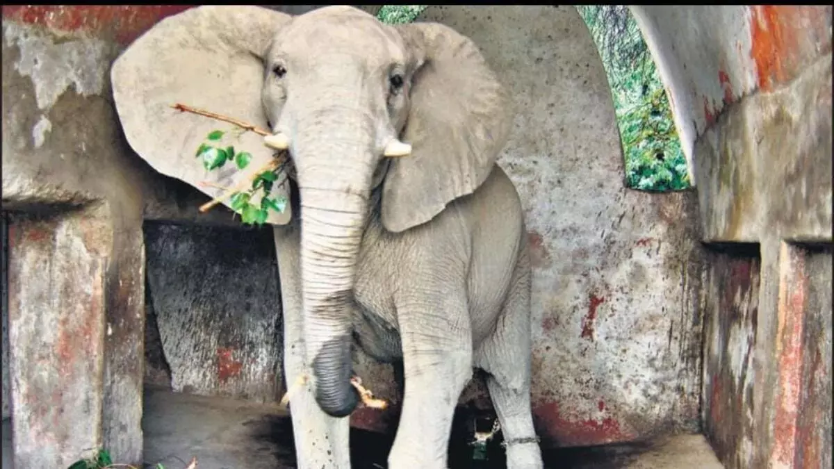 दिल्ली चिड़ियाघर के अफ्रीकी हाथी शंकर की मौत, जांच के आदेश दिए