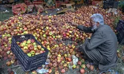 कश्मीर में सेब की कीमतों में गिरावट के कारण कोल्ड स्टोरेज स्थलों पर सेब उत्पादकों में घबराहट