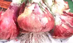 प्याज की एक गाँठ