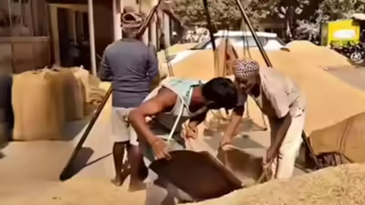 पश्चिमी यूपी में पहली अक्टूबर से होगी धान खरीद पश्चिमी यूपी में पहली अक्टूबर से होगी धान खरीद