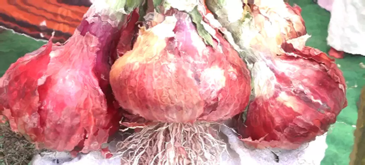 प्याज की एक गाँठ