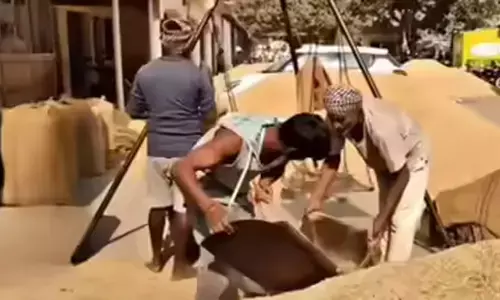 पश्चिमी यूपी में पहली अक्टूबर से होगी धान खरीद