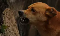 वर्ल्ड-रेबीज डे की थीम खास, डब्ल्यूएचओ ने सबकी सहभागिता को बताया अहम