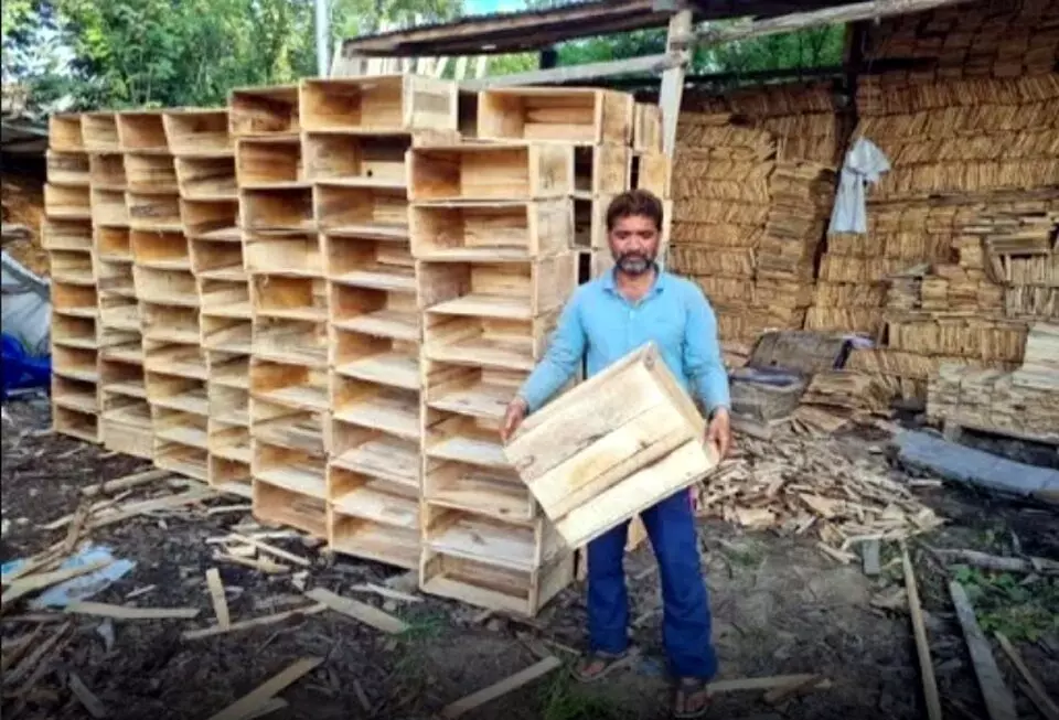 सेबों के खराब होने के पीछे गत्ते के डिब्बों की पैकेजिंग, फिर से लौटेंगे लकड़ी के बक्से