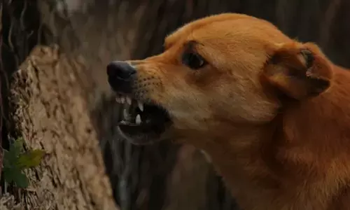 वर्ल्ड-रेबीज डे की थीम खास, डब्ल्यूएचओ ने सबकी सहभागिता को बताया अहम