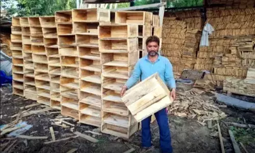 सेबों के खराब होने के पीछे गत्ते के डिब्बों की पैकेजिंग, फिर से लौटेंगे लकड़ी के बक्से