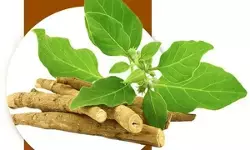 इन्हें भूलकर भी नहीं करना चाहिए अश्वगंधा का सेवन, फायदे की जगह हो सकता है नुकसान