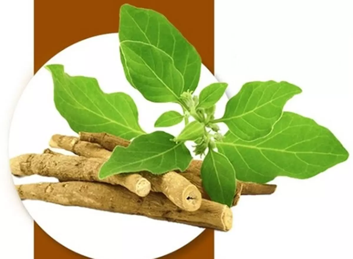 इन्हें भूलकर भी नहीं करना चाहिए अश्वगंधा का सेवन, फायदे की जगह हो सकता है नुकसान