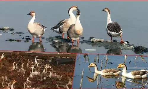 कश्मीर : पहली बार वुल्लर झील में 3 लाख से ज्यादा प्रवासी पक्षियों की आमद की गई दर्ज