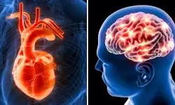 दिमाग से ज्यादा शक्तिशाली होता है दिल, रखें खास तरीके से ध्यान