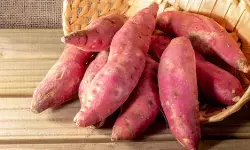 शकरकंद : फाइबर से भरपूर, बीमारियों को रखे दूर, याददाश्त भी करे मजबूत